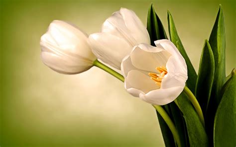 Delicate White Tulips HD Wallpaper ~ The Wallpaper Database