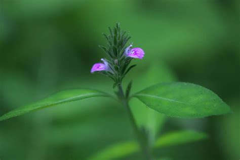 Justicia procumbens / Kitsunenomago