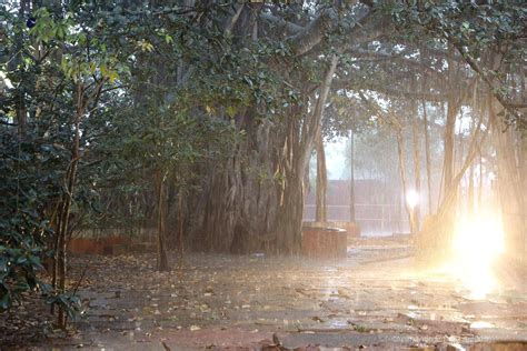 Significance of the SACRED BANYAN TREE | Banyan tree, Sacred, Spirituality