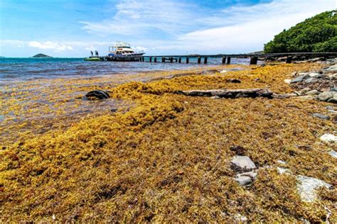 The Sargassum Information Hub: A collaborative approach to a common problem - GEO Blue Planet