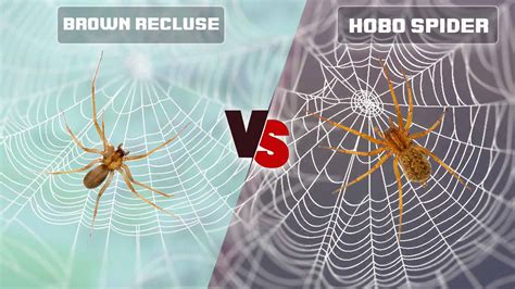 Brown Recluse Spider vs Hobo Spider: What Are Differencts?