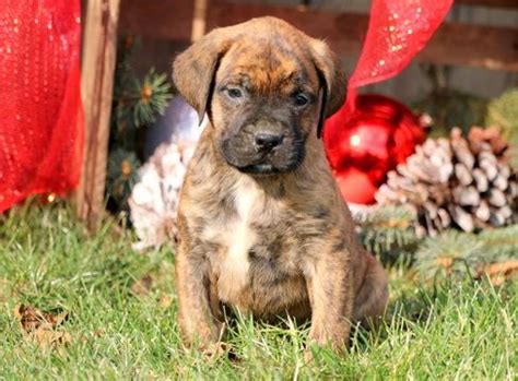 Boxer-Mastiff Mix puppy for sale in MOUNT JOY, PA. ADN-56178 on PuppyFinder.com Gender: Male ...