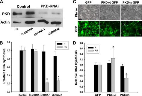 PKD plays a critical role in the reinitiation of a proliferative ...