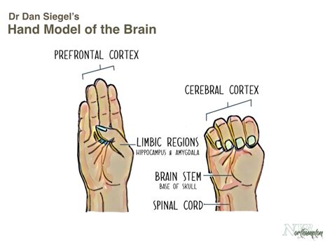 Flipping your lid | Human body activities, Brain models, Dan siegel