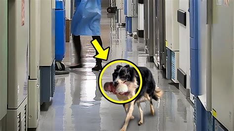 The Dog Suddenly Ran into the Hospital. The Nurse Burst Into Tears When She Discovered the ...