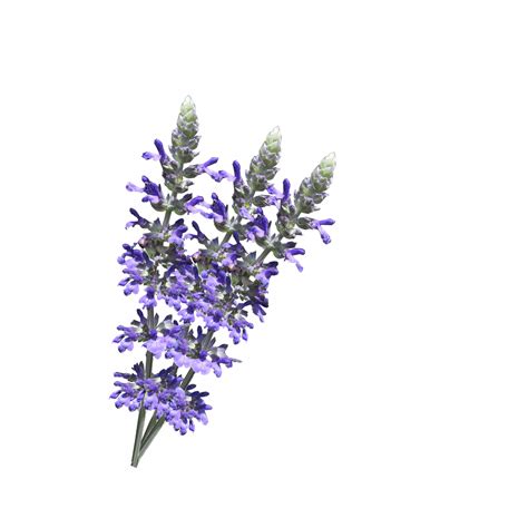Lavender Flowers White Background Free Stock Photo - Public Domain Pictures