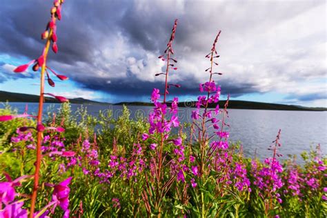 Flowers in Alaska stock image. Image of cloudy, arctic - 94564095