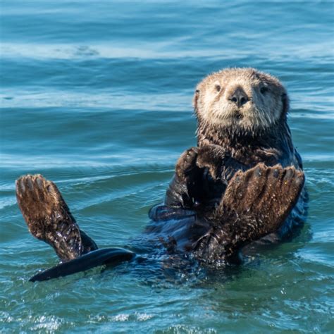 Sea Wonder: Sea Otter | National Marine Sanctuary Foundation