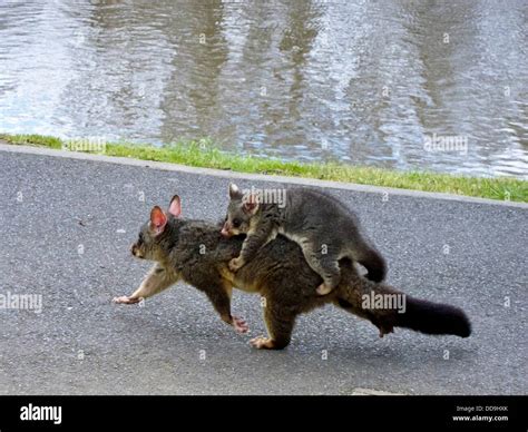 Australian ring tail possum with baby on her back Stock Photo - Alamy