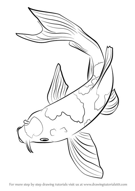 Learn How to Draw a Koi Fish (Fishes) Step by Step : Drawing Tutorials