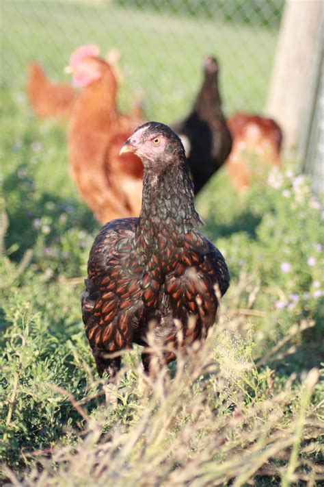 Who Gets to Define Heritage Breed Chickens? | Civil Eats