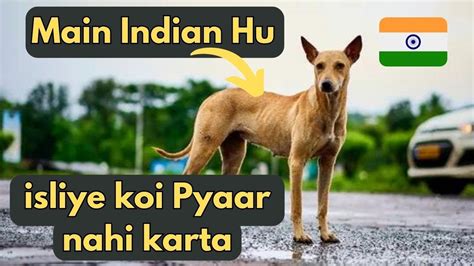 Indian Pariah History and Origin In Hindi | Types Of Indian Pariah | Indian Dogs Breeds in Hindi ...