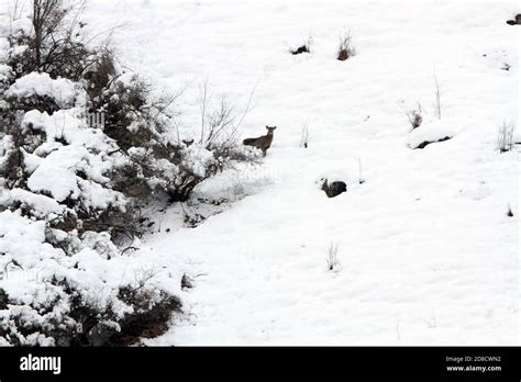 Kashmir stag, Hangul Deer (Cervus canadensis hanglu, Cervus hanglu), in ...