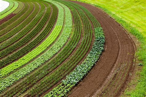 Cultivated land with vegetable patches Stock Photo by ©nikkytok 102924526