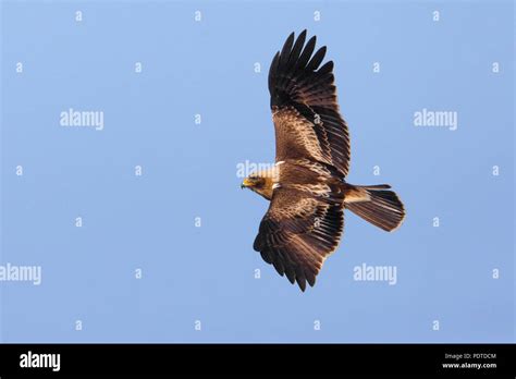 Flying Booted Eagle (Aquila pennata Stock Photo - Alamy