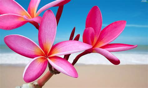 Beaches, sea, Plumeria, pink, Flowers - Flowers wallpapers: 3300x1977