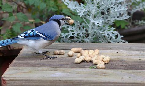 Do Blue Jays Eat Peanuts?