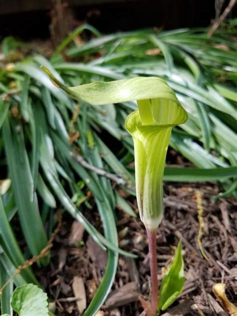 Jack-in-the-Pulpit Preaches Preservation - Virginia Native Plant Society