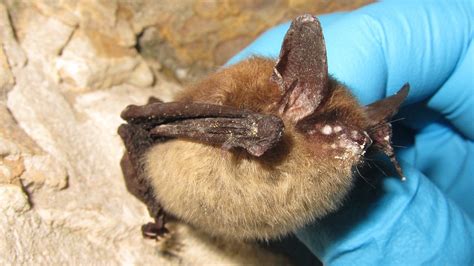 Northern Long-Eared Bat, an Illinois Native, Is Newest Addition to U.S. Endangered Species List ...