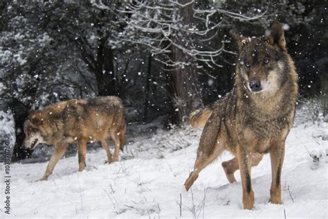 Wolves in the snow in winter Stock Photo | Adobe Stock