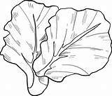 Lettuce coloring Page  Free Printable Coloring Pages sketch template