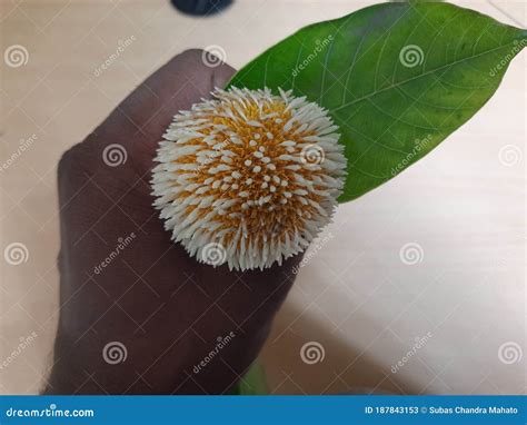 Fruits of Neolamarckia Cadamba Showing by Hand. Stock Image - Image of bright, closeup: 187843153