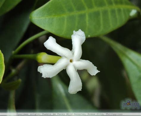 Kampupot Flower Images | Best Flower Site