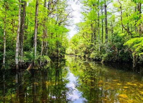 Discover the Florida Everglades: Facts, Fun and Fascinating History — Naples Florida Travel Guide