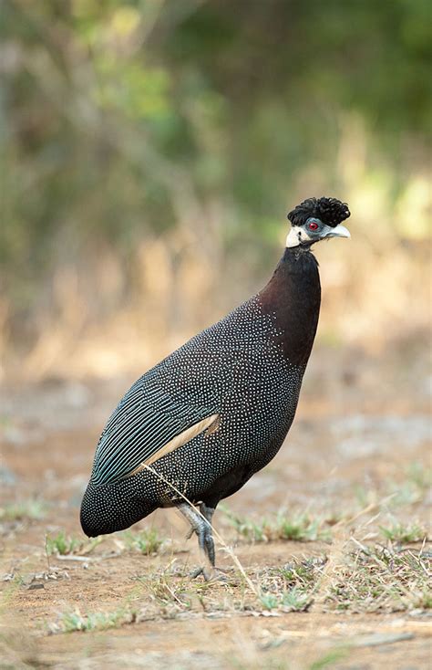 Birding South Africa – Birds of South Africa