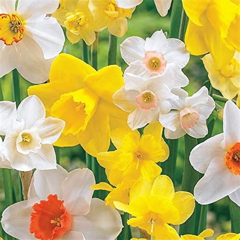 Daffodil Bulbs for Spring Planting Fall Mixed Daffodil Flower Bulbs 10 Bulbs - Walmart.com