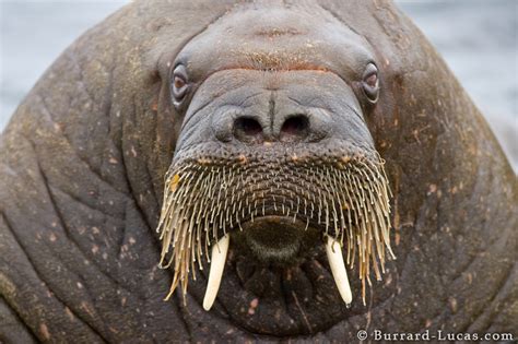 Walrus Photos, Face Walrus Photos Image, #19254