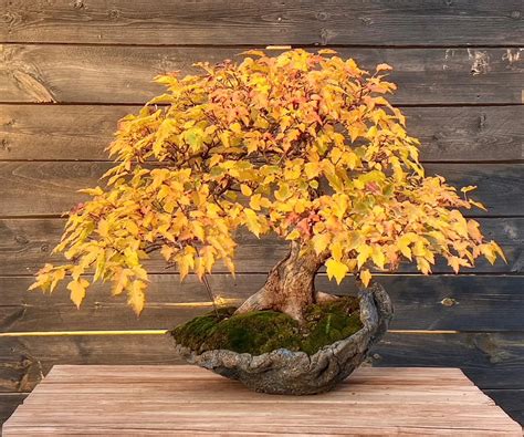 Amur Maple Bonsai: Vibrant Fall Colors in Miniature