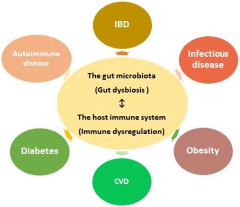 Gut Microbiota And Related Diseases Encyclopedia Mdpi | My XXX Hot Girl
