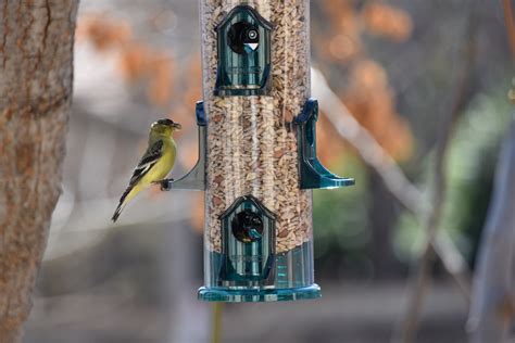 Goldfinch On Feeder Free Stock Photo - Public Domain Pictures