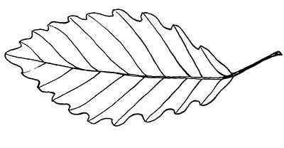 Intro to Trees of Indiana: Chestnut Oak