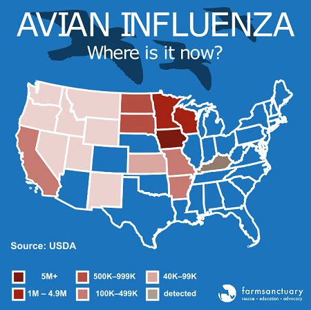 What You Need to Know About Avian Flu | Saving Earth | Encyclopedia Britannica