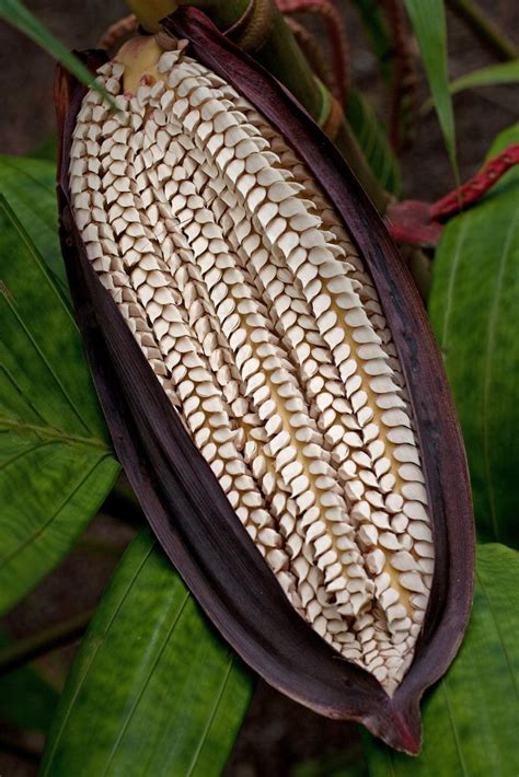 Flower pod of a Pananga Palm | Seed pods, Seeds, Unusual plants