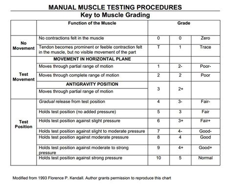 Knee Flexion Manual Muscle Test