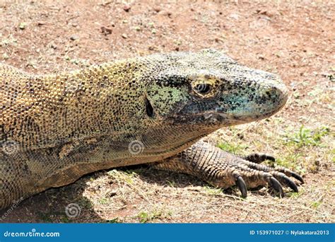 Komodo Dragon at the Phoenix Zoo, Arizona Center for Nature Conservation, Phoenix, Arizona ...