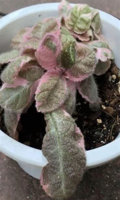 Gesneriaceae Episcia Pink Smoke -Japan, Furniture & Home Living, Gardening, Plants & Seeds on ...