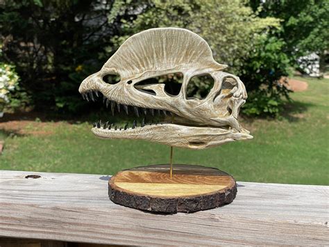 Dilophosaurus Dinosaur Skull Hand Painted Replica 1:3 Scale on - Etsy