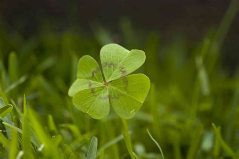 Difference Between Irish Shamrocks and 4-Leaf Clovers