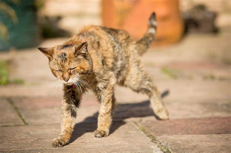 Il gatto anziano: cosa succede quando il gatto invecchia e come ...