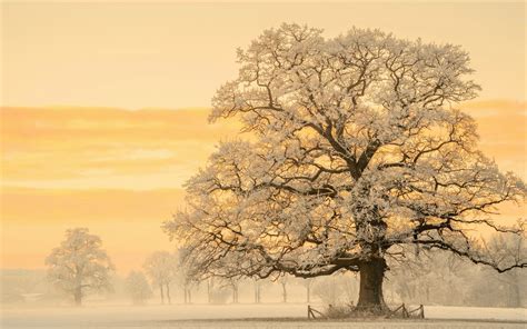 Tree In Snow Winter Sunset Wallpaper, HD Nature 4K Wallpapers, Images ...