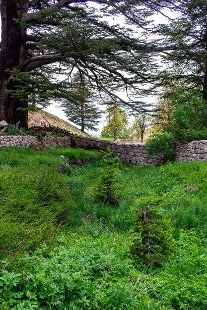 Premium Photo | Cedars of lebanon lebanese cedar trees forest mountains