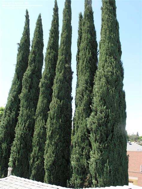 PlantFiles Pictures: Cupressus Species, Italian Cypress, Mediterranean Cypress, Tuscan Cypress ...