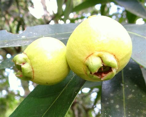 Jambo Fruit Tree | Fruit Trees