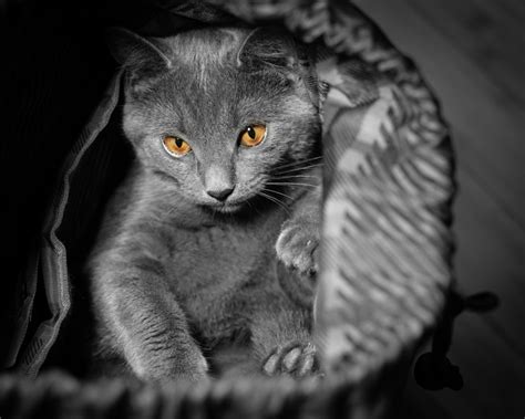 Russian blue cat in black and white textile photo – Free Grey Image on ...