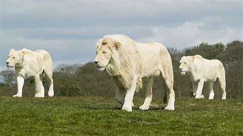 Adaptations - The white lion