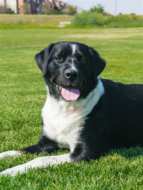 Labernese Information Center: The Bernese Mountain Dog Lab Mix Breed